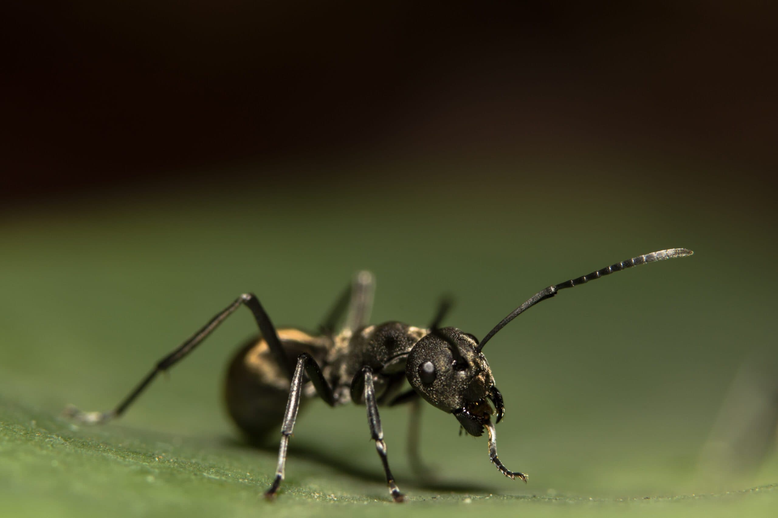 HIBERNATE   - in dry and warm spaces such as home attics - animals illustration