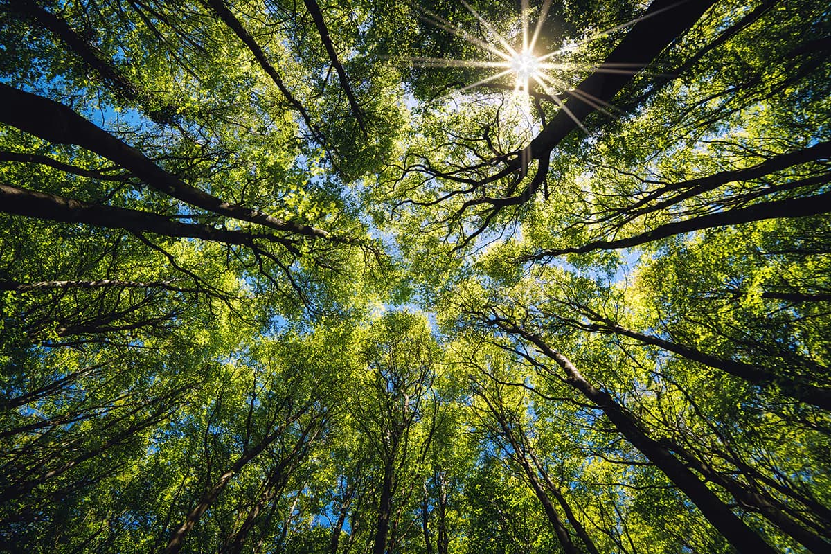 Trees can send chemical warnings to other trees about insect attacks illustration
