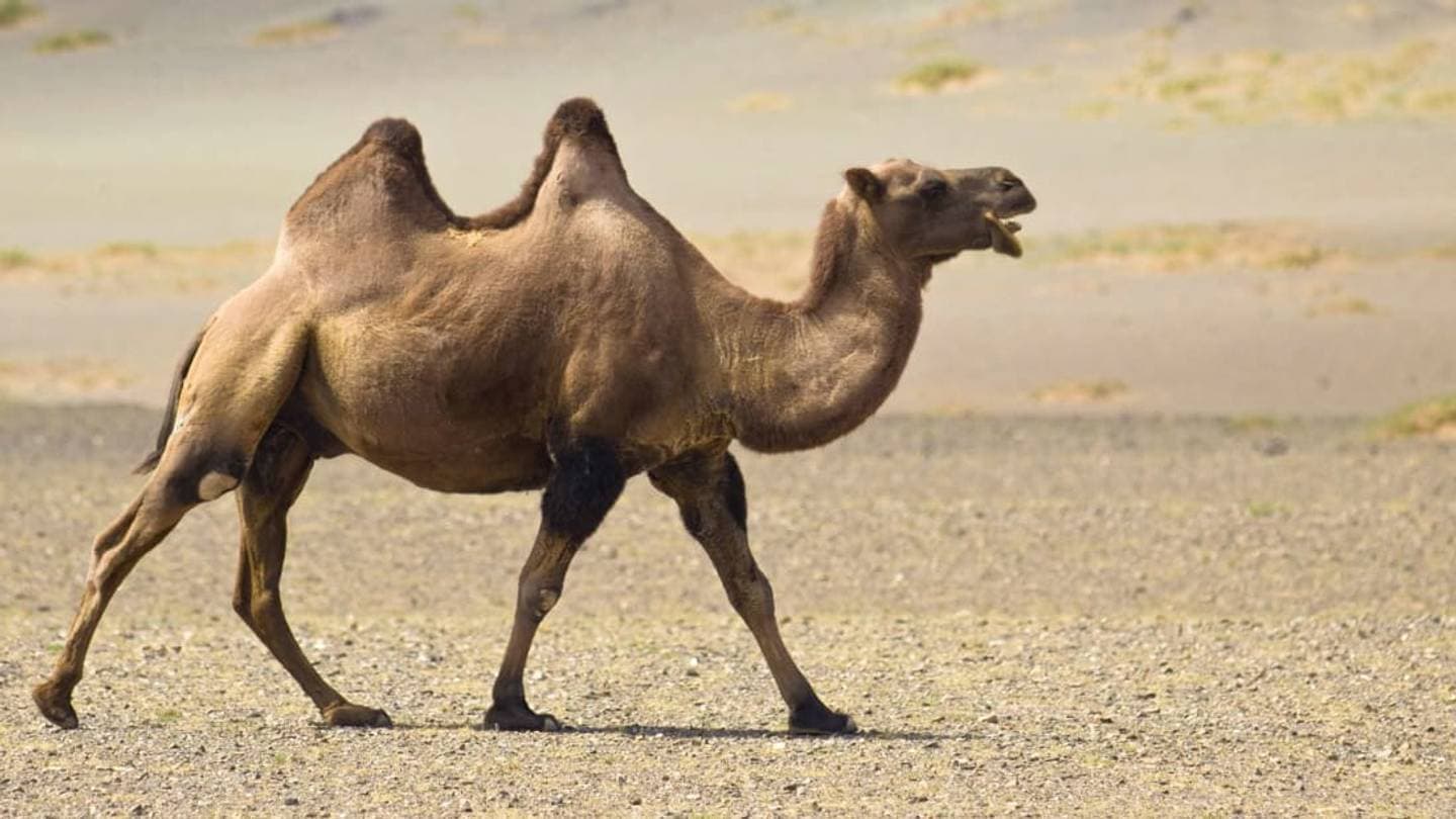 Camels store water in their humps. illustration