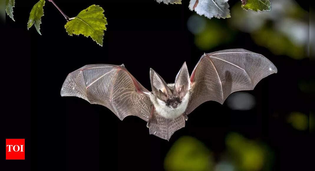 Bat - animals illustration