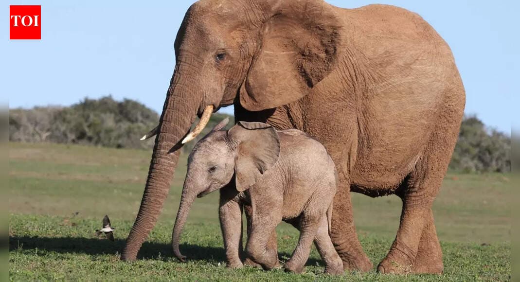 Elephants can remember specific individuals for decades illustration