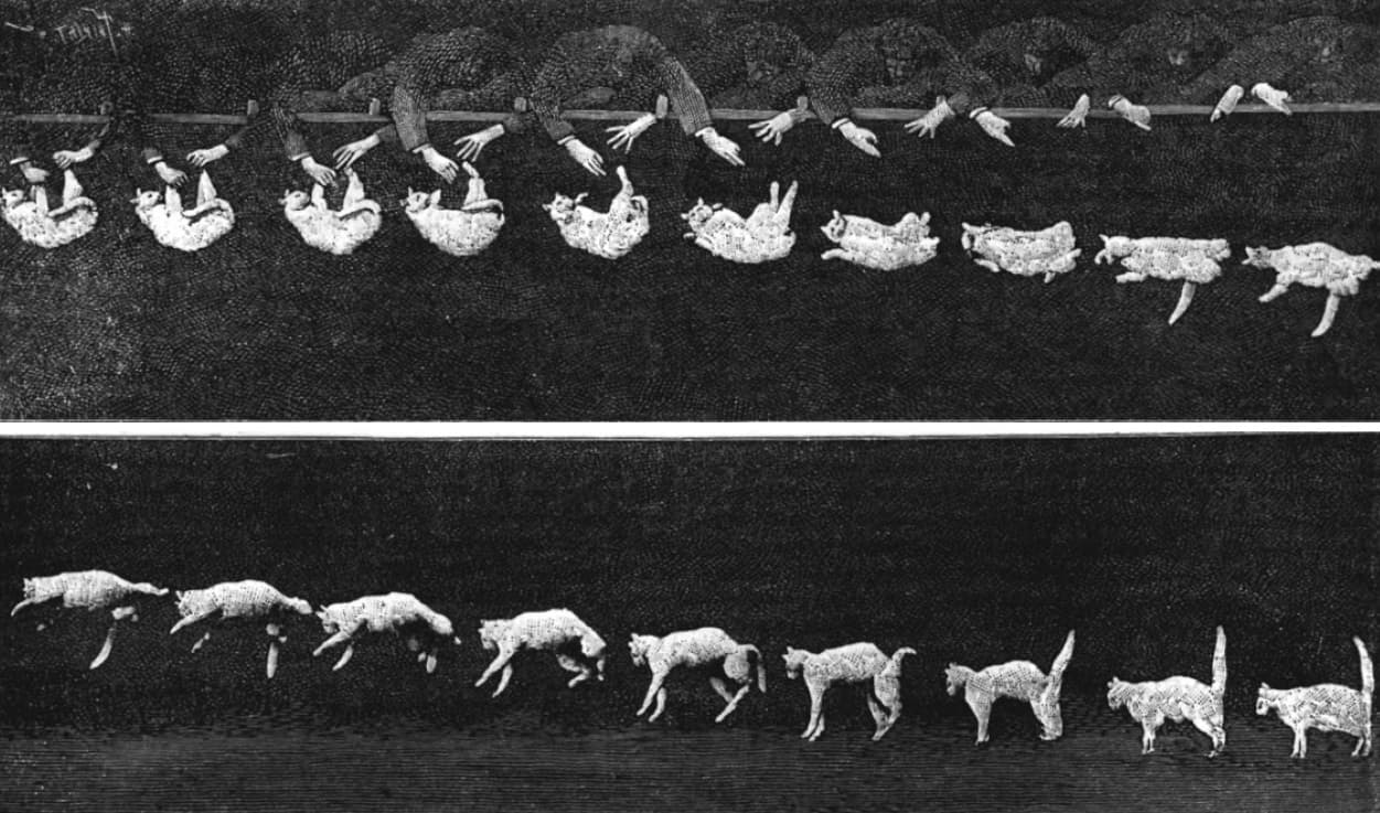 A falling cat always lands on its feet illustration