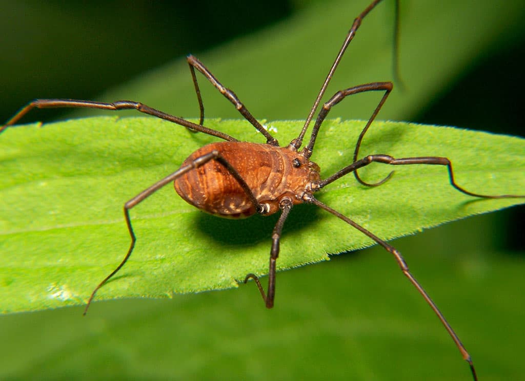 Daddy longlegs are the most venomous spiders but their fangs are too small to bite humans illustration
