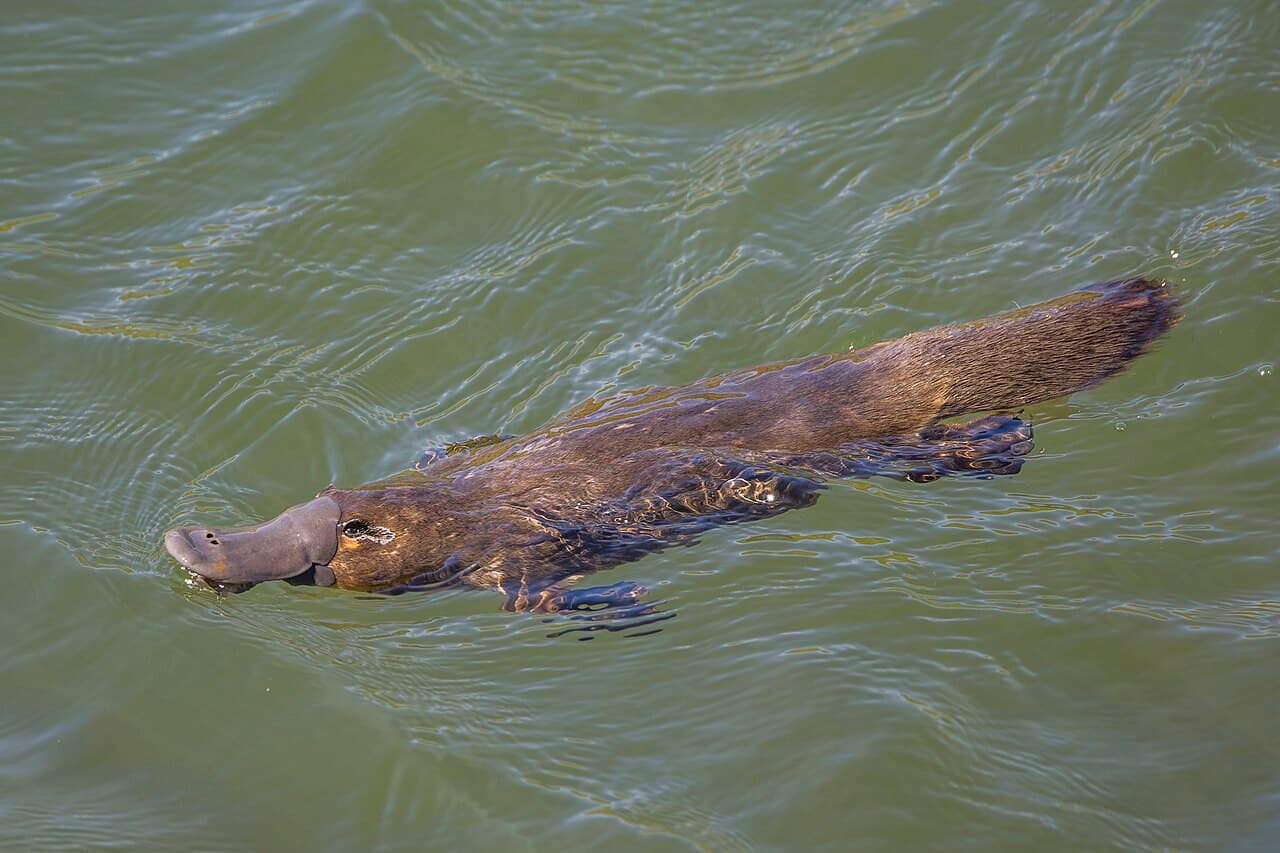 DUCK BILLED PLATYPUS - animals illustration
