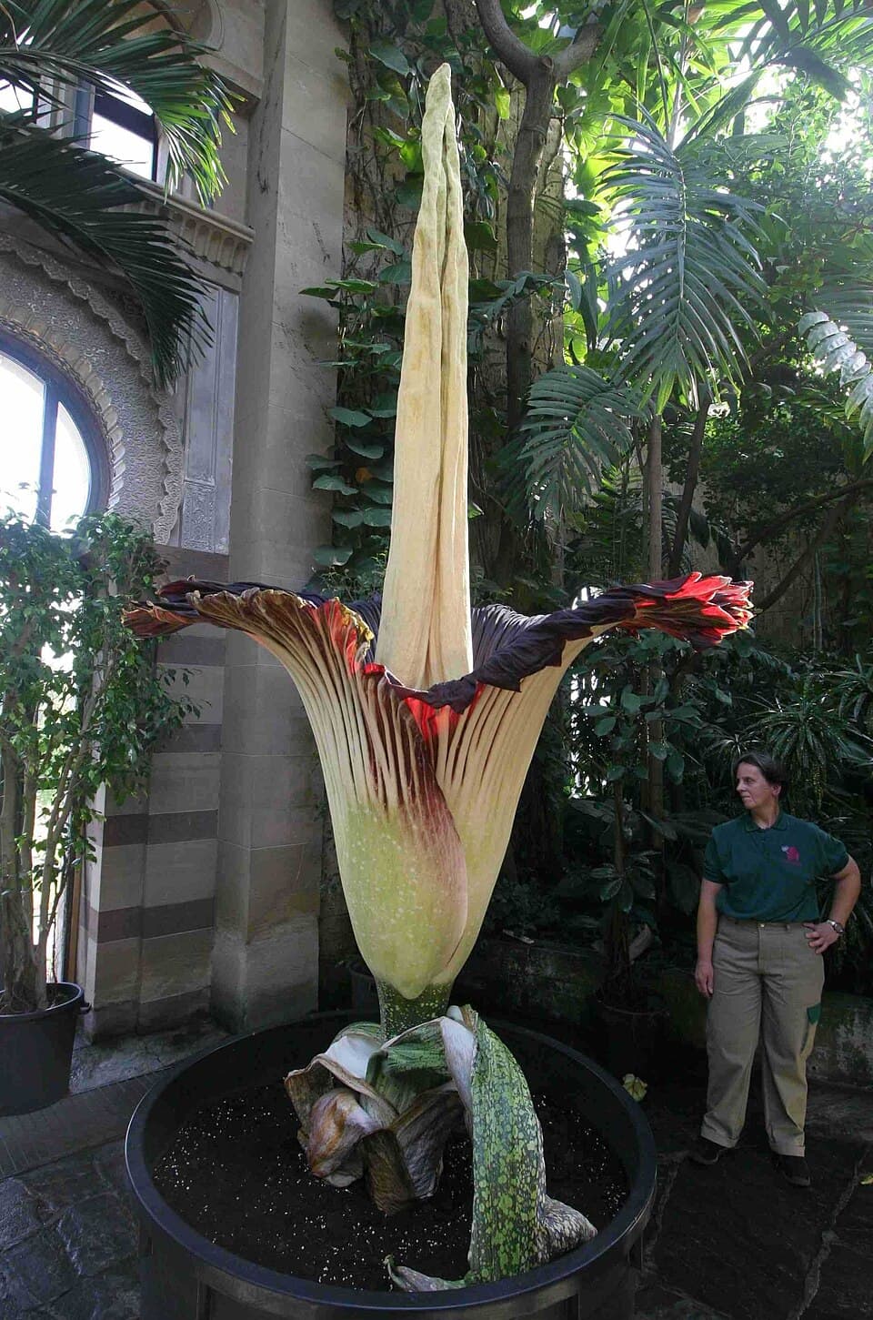 Carrion flowers attract pollinators by smelling like rotting flesh illustration