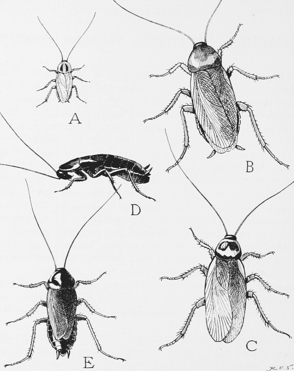 Cockroaches can survive without their heads for weeks illustration