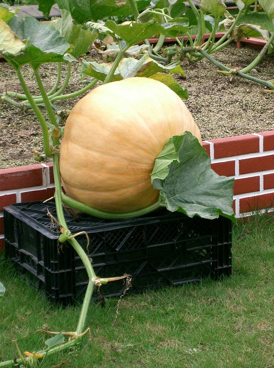 PUMPKIN / O.K. SQUASH - other illustration