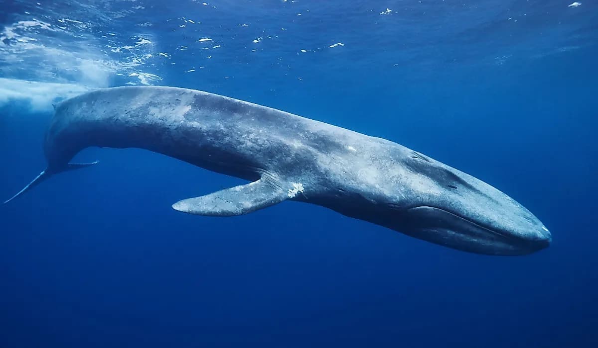 A blue whale's heart is the size of a car illustration